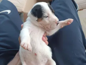 Cachorro raça SRD-ViraLata idade Abaixo de 2 meses nome Preto e Branco