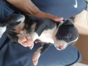 Cachorro raça SRD-ViraLata idade Abaixo de 2 meses nome Preto e Branco 2