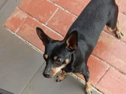 Cachorro raça Pinscher idade 2 anos nome Bobe