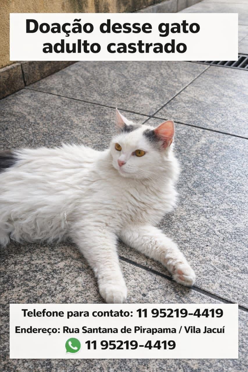 Gato raça Angorá idade 2 anos nome Branquinha 