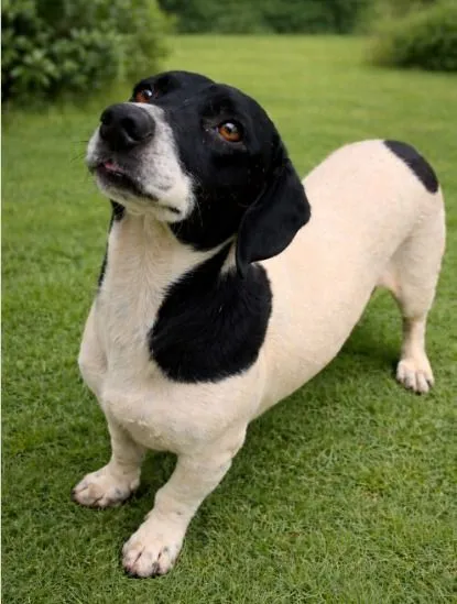 Cachorro raça SRD-ViraLata idade 2 anos nome Marshall 