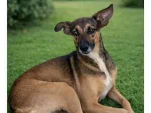Cachorro raça SRD-ViraLata idade 2 anos nome Mel