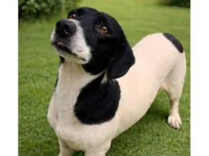 Cachorro raça SRD-ViraLata idade 2 anos nome Marshall 