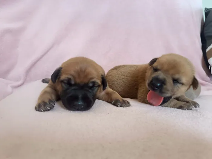 Cachorro raça SRD-ViraLata idade Abaixo de 2 meses nome filhote cachorro