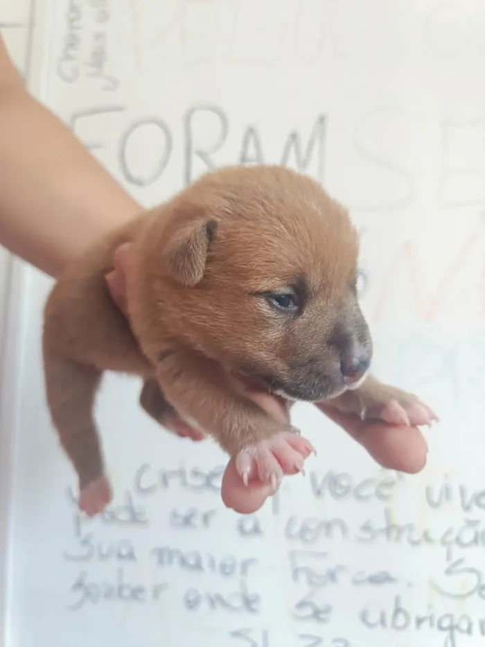 Cachorro raça SRD-ViraLata idade Abaixo de 2 meses nome filhote cachorro