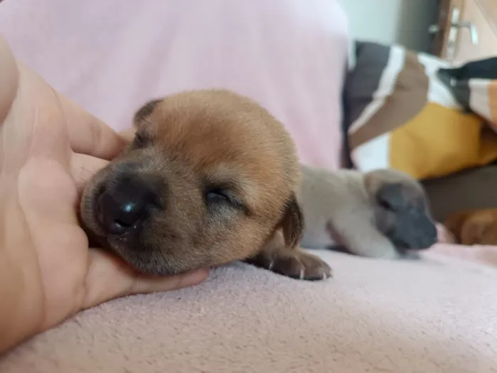 Cachorro raça SRD-ViraLata idade Abaixo de 2 meses nome filhote cachorro