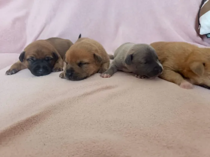 Cachorro raça SRD-ViraLata idade Abaixo de 2 meses nome filhote cachorro