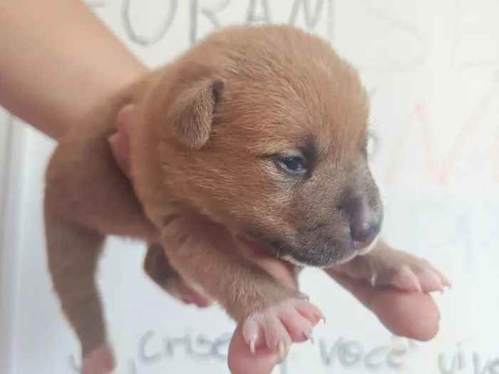 Cachorro raça SRD-ViraLata idade Abaixo de 2 meses nome filhote cachorro