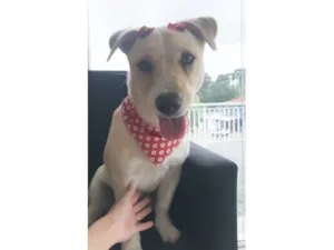 Cachorro raça SRD-ViraLata idade 4 anos nome Belinha 