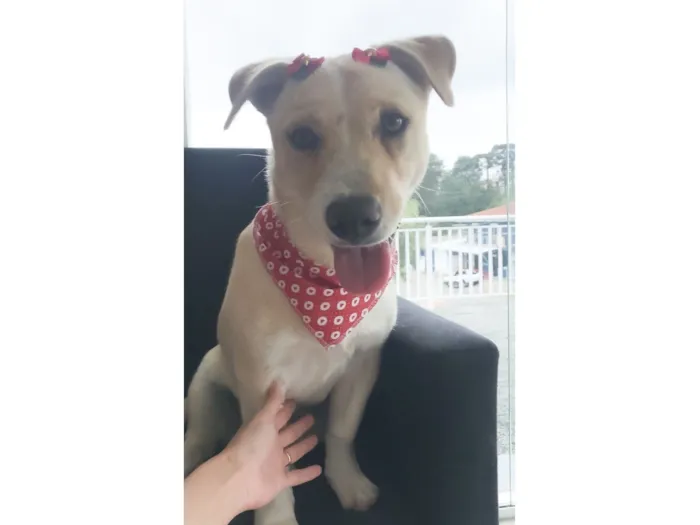 Cachorro raça SRD-ViraLata idade 4 anos nome Belinha 