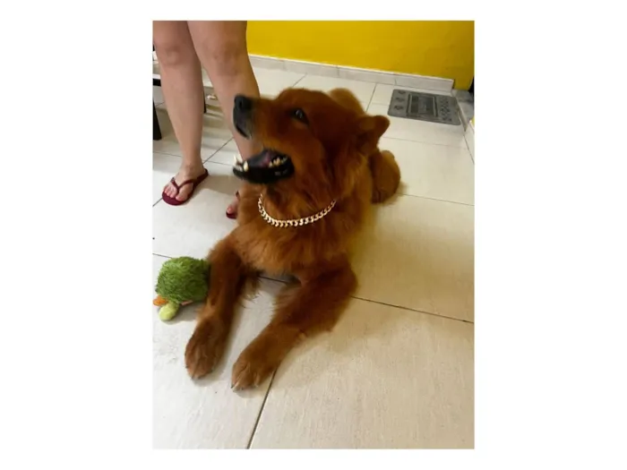 Cachorro raça Chow Chow idade 4 anos nome Simba