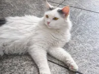 Gato raça Angorá idade 2 anos nome Branquinha 