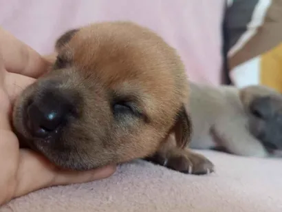 Cachorro raça SRD-ViraLata idade Abaixo de 2 meses nome filhote cachorro