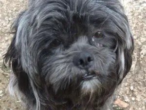 Cachorro raça Shitzu idade 7 a 11 meses nome Billy 