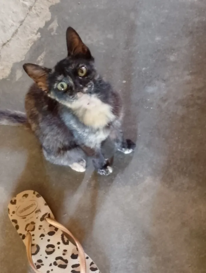 Gato raça Exótico idade 2 a 6 meses nome Lima