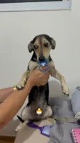 Cachorro raça SRD-ViraLata idade 7 a 11 meses nome Boby