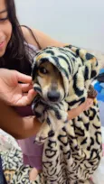 Cachorro raça SRD-ViraLata idade 7 a 11 meses nome Boby