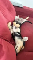 Cachorro raça SRD-ViraLata idade 7 a 11 meses nome Boby