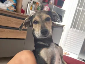 Cachorro raça SRD-ViraLata idade 7 a 11 meses nome Boby