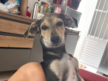 Cachorro raça SRD-ViraLata idade 7 a 11 meses nome Boby