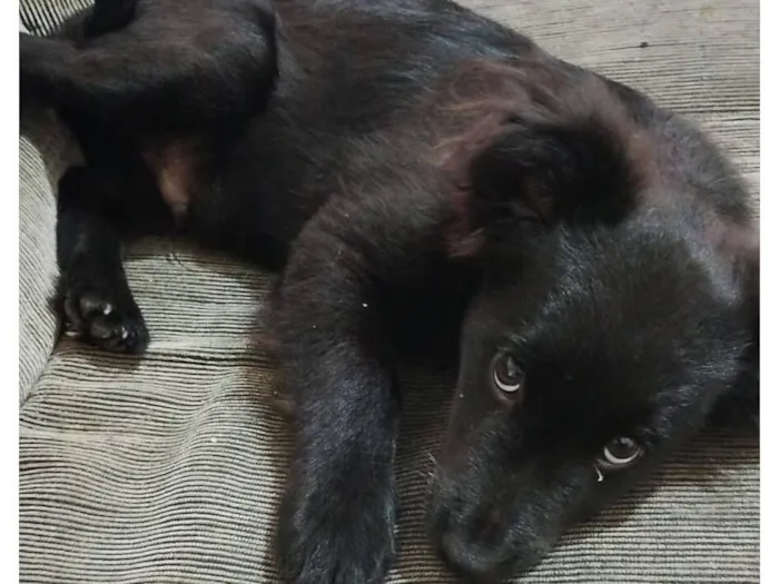 Cachorro raça Labrador idade 2 a 6 meses nome Tody
