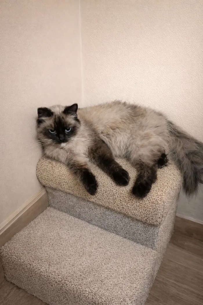 Gato raça Siamês idade 1 ano nome Mel