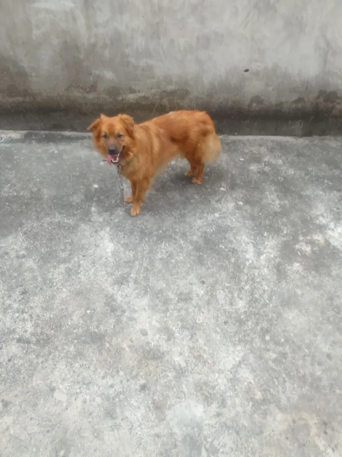 Cachorro raça SRD-ViraLata idade 1 ano nome Leão 