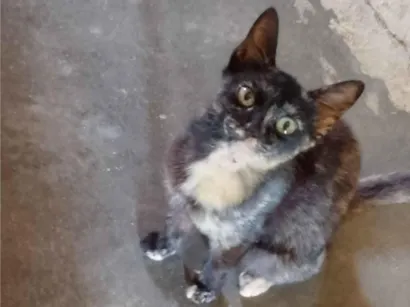 Gato raça Exótico idade 2 a 6 meses nome Lima