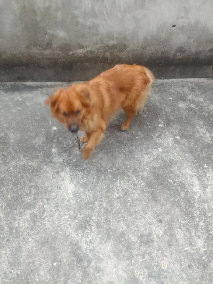 Cachorro raça SRD-ViraLata idade 1 ano nome Leão 