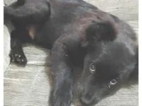 Cachorro raça Labrador idade 2 a 6 meses nome Tody