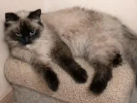 Gato raça Siamês idade 1 ano nome Mel