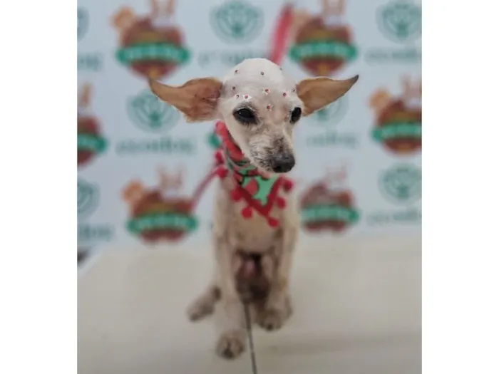 Cachorro raça SRD-ViraLata idade 6 ou mais anos nome Idosinha 