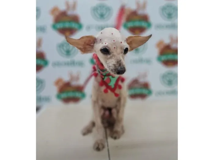 Cachorro raça SRD-ViraLata idade 6 ou mais anos nome Idosinha 