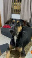 Cachorro raça SRD-ViraLata idade 7 a 11 meses nome Looping 