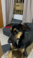 Cachorro raça SRD-ViraLata idade 7 a 11 meses nome Looping 