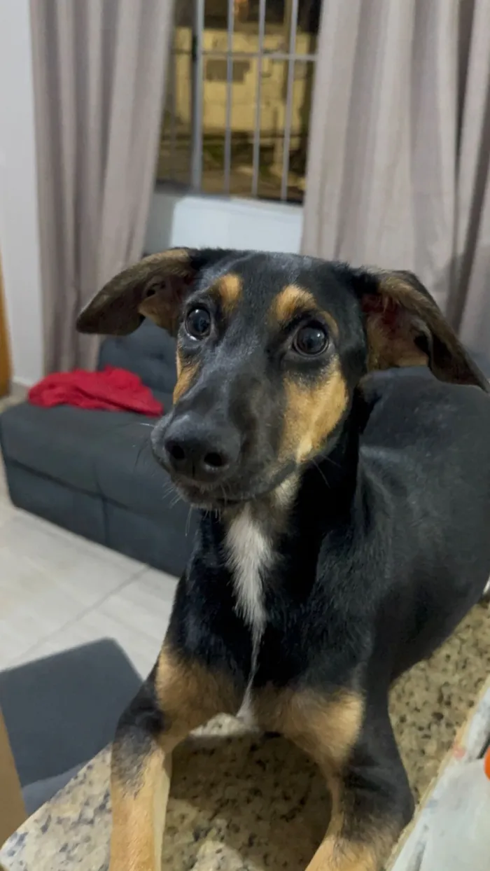 Cachorro raça SRD-ViraLata idade 7 a 11 meses nome Looping 