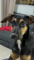 Cachorro raça SRD-ViraLata idade 7 a 11 meses nome Looping 
