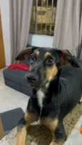 Cachorro raça SRD-ViraLata idade 7 a 11 meses nome Looping 