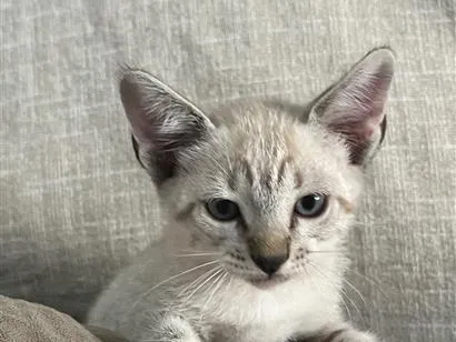 Gato raça SRD-ViraLata idade 2 a 6 meses nome Gatinhas