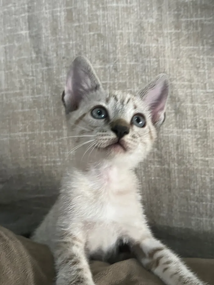 Gato raça SRD-ViraLata idade 2 a 6 meses nome Gatinhas