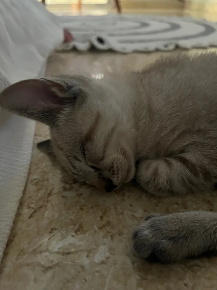 Gato raça SRD-ViraLata idade 2 a 6 meses nome Gatinhas