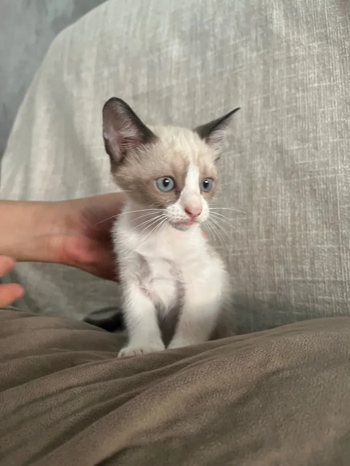 Gato raça SRD-ViraLata idade 2 a 6 meses nome Gatinhas