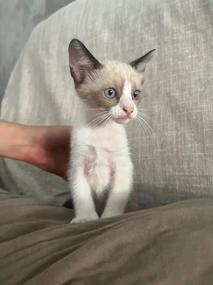 Gato raça SRD-ViraLata idade 2 a 6 meses nome Gatinhas