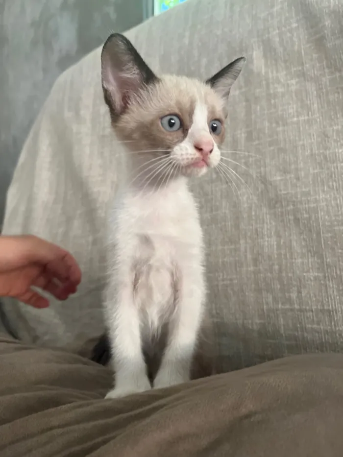 Gato raça SRD-ViraLata idade 2 a 6 meses nome Gatinhas