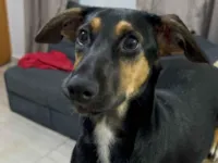 Cachorro raça SRD-ViraLata idade 7 a 11 meses nome Looping 
