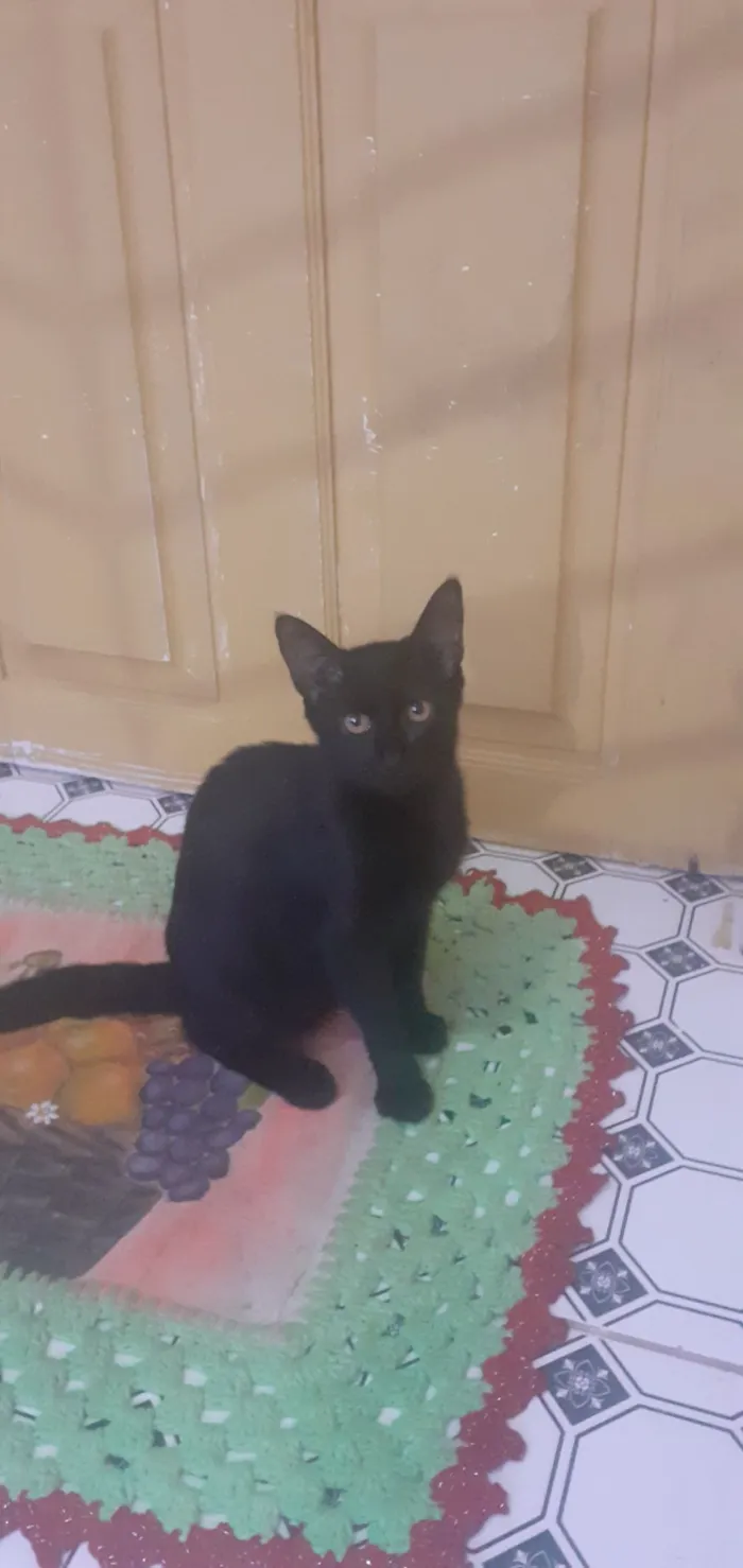 Gato raça SRD-ViraLata idade 2 a 6 meses nome Pretinha 
