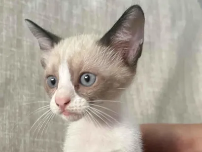 Gato raça SRD-ViraLata idade 2 a 6 meses nome Gatinhas