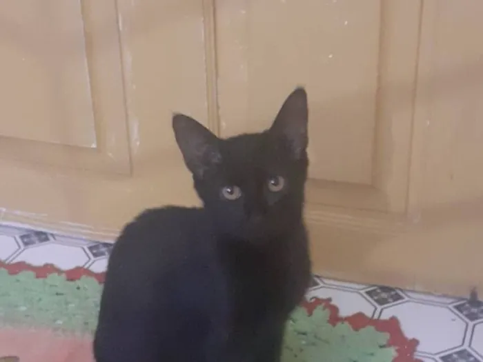 Gato raça SRD-ViraLata idade 2 a 6 meses nome Pretinha 
