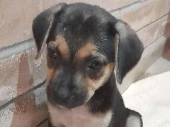 Cachorro raça SRD-ViraLata idade 2 a 6 meses nome Sem nome