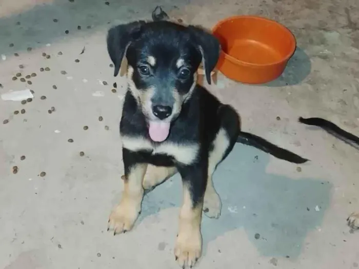 Cachorro raça Labrador idade 2 a 6 meses nome Doa-se essas fêmeas 